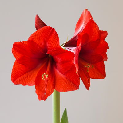 Amaryllis in Wachs, Dekor 'Pullover Silly', Muster zufällig, Blüte rot Amaryllis in Wachs, Dekor 'Pullover Silly', Muster zufällig, Blüte rot