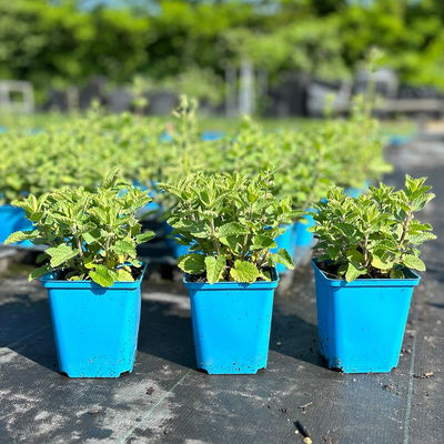 Bio Katzenminze 'Blue Danube' blau, Topf 9x9 cm, 3 Pflanzen