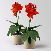Canna 'Cannova®', rot, Topf-Ø 17 cm, 2 Pflanzen