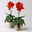 Canna 'Cannova®', rot, Topf-Ø 17 cm, 2 Pflanzen Canna 'Cannova®', rot, Topf-Ø 17 cm, 2 Pflanzen