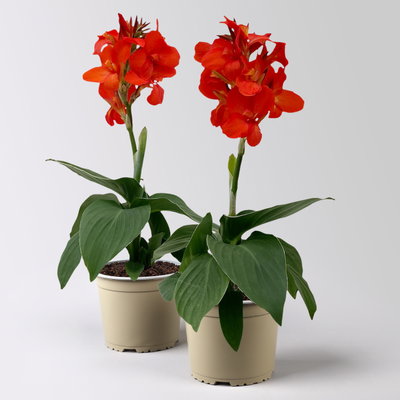 Canna 'Cannova®', rot, Topf-Ø 17 cm, 2 Pflanzen