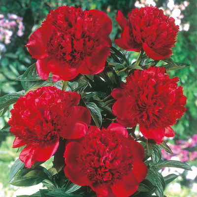 Kölles Beste Edel-Pfingstrose 'Felix Crousse' rot, 3 Liter Topf