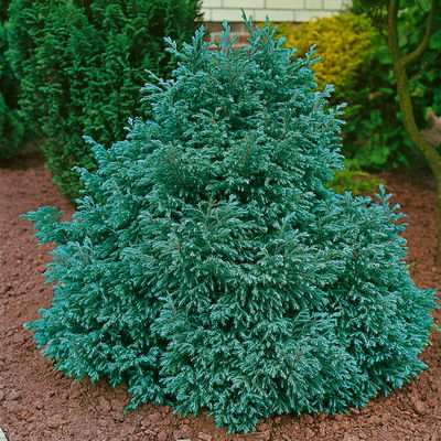 Kleine Silberzypresse 'Boulevard' Kleine Silberzypresse 'Boulevard'