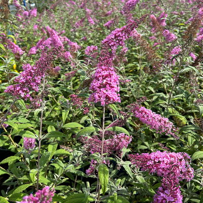 Sommerflieder, Buddleja davidii 'Pink Delight', rosa, Topf 5 lt.