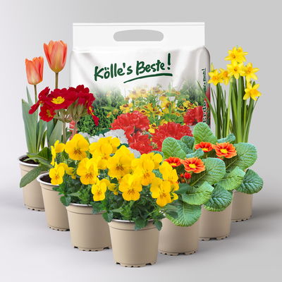 Pflanzenkreation Frühlingskick, 7 Pflanzen inkl. Erde