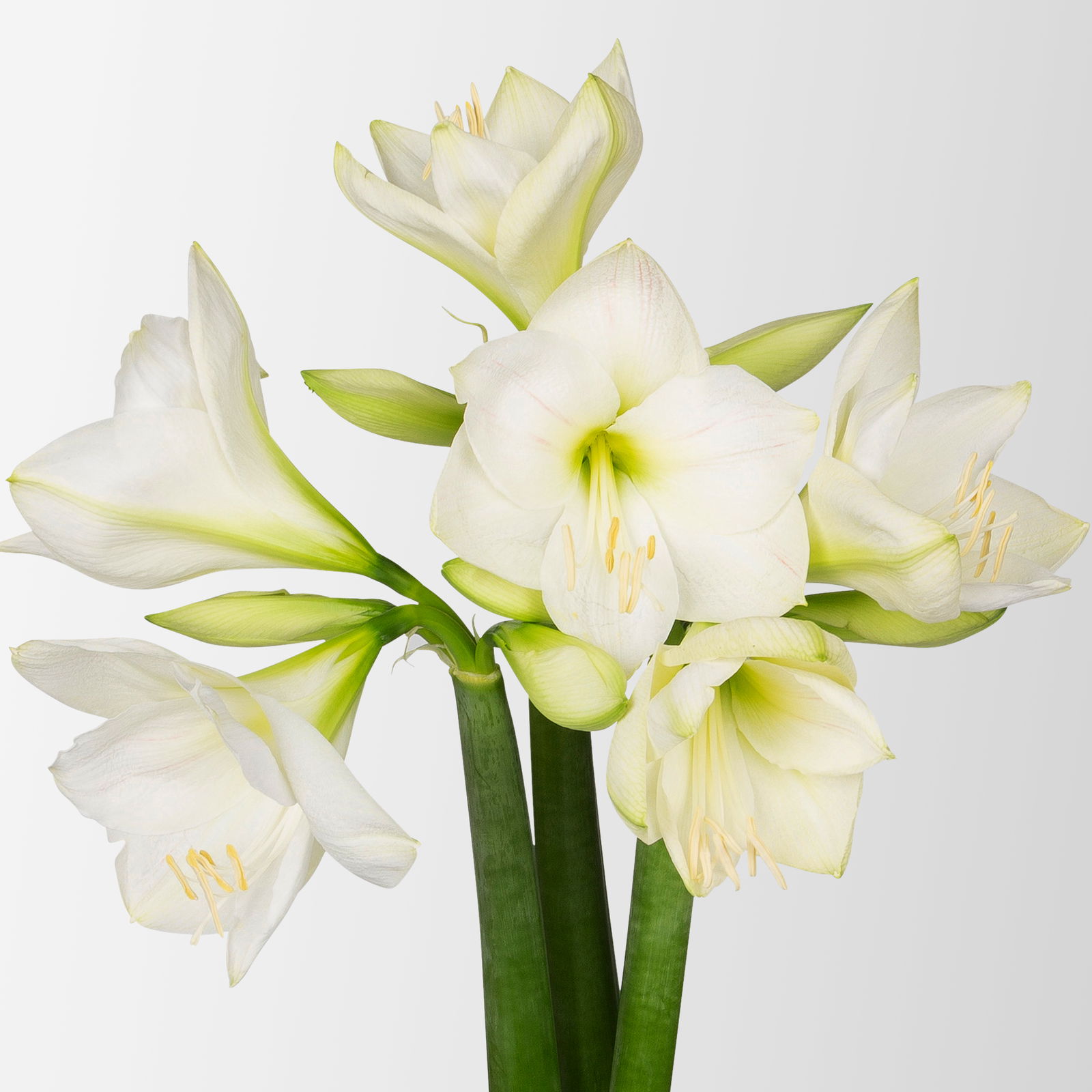 3 weiße Amaryllis 'White Sensation'