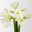 3 weiße Amaryllis 'White Sensation'