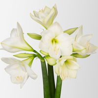 3 weiße Amaryllis 'White Sensation'