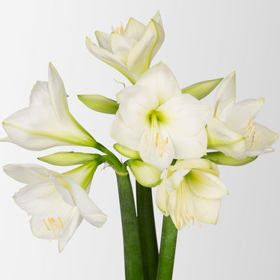 3 weiße Amaryllis 'White Sensation' 3 weiße Amaryllis 'White Sensation'