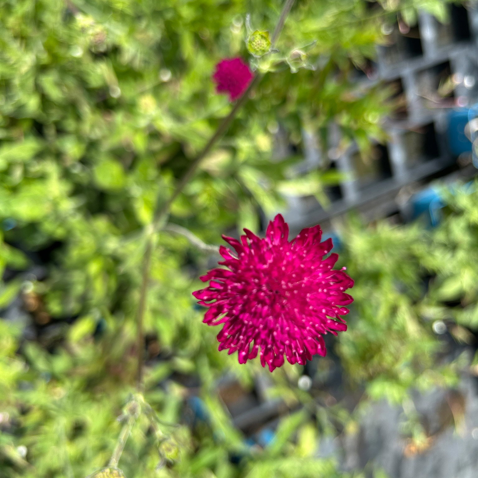 Bio Witwenblume, rot, Topf 11x11 cm, 3 Pflanzen Bio Witwenblume, rot, Topf 11x11 cm, 3 Pflanzen