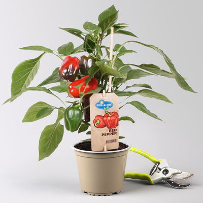 Paprikapflanzen 'Pick-&-Joy® Red Pepper', Topf-Ø 14 cm, 2 Pflanzen