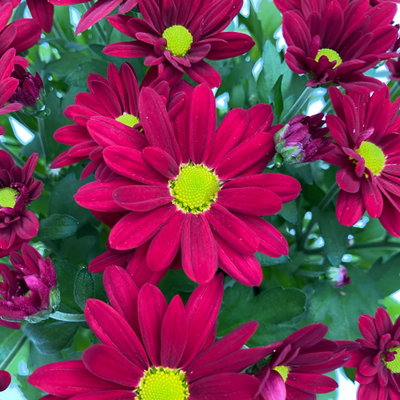 Chrysanthemen 'Swifty', rot, Topf-Ø 10,5 cm, 6 Pflanzen