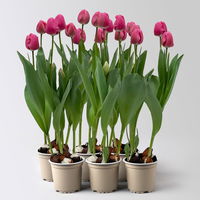 Tulpe rosa/pink, vorgetrieben, Topf-Ø 10 cm, 6 Pflanzen Tulpe rosa/pink, vorgetrieben, Topf-Ø 10 cm, 6 Pflanzen