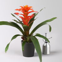 Guzmanie 'Fiero', orange, Topf-Ø 12 cm, im Übertopf Dallas anthrazit Guzmanie 'Fiero', orange, Topf-Ø 12 cm, im Übertopf Dallas anthrazit