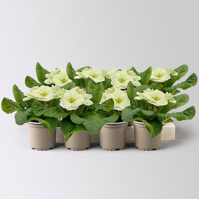 Primel 'Mojito', cremeweiß, Topf-Ø 11 cm, 8 Pflanzen Primel 'Mojito', cremeweiß, Topf-Ø 11 cm, 8 Pflanzen