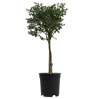 Eukalyptus, Stamm, Topf-Ø 17 cm, Höhe ca. 60 cm