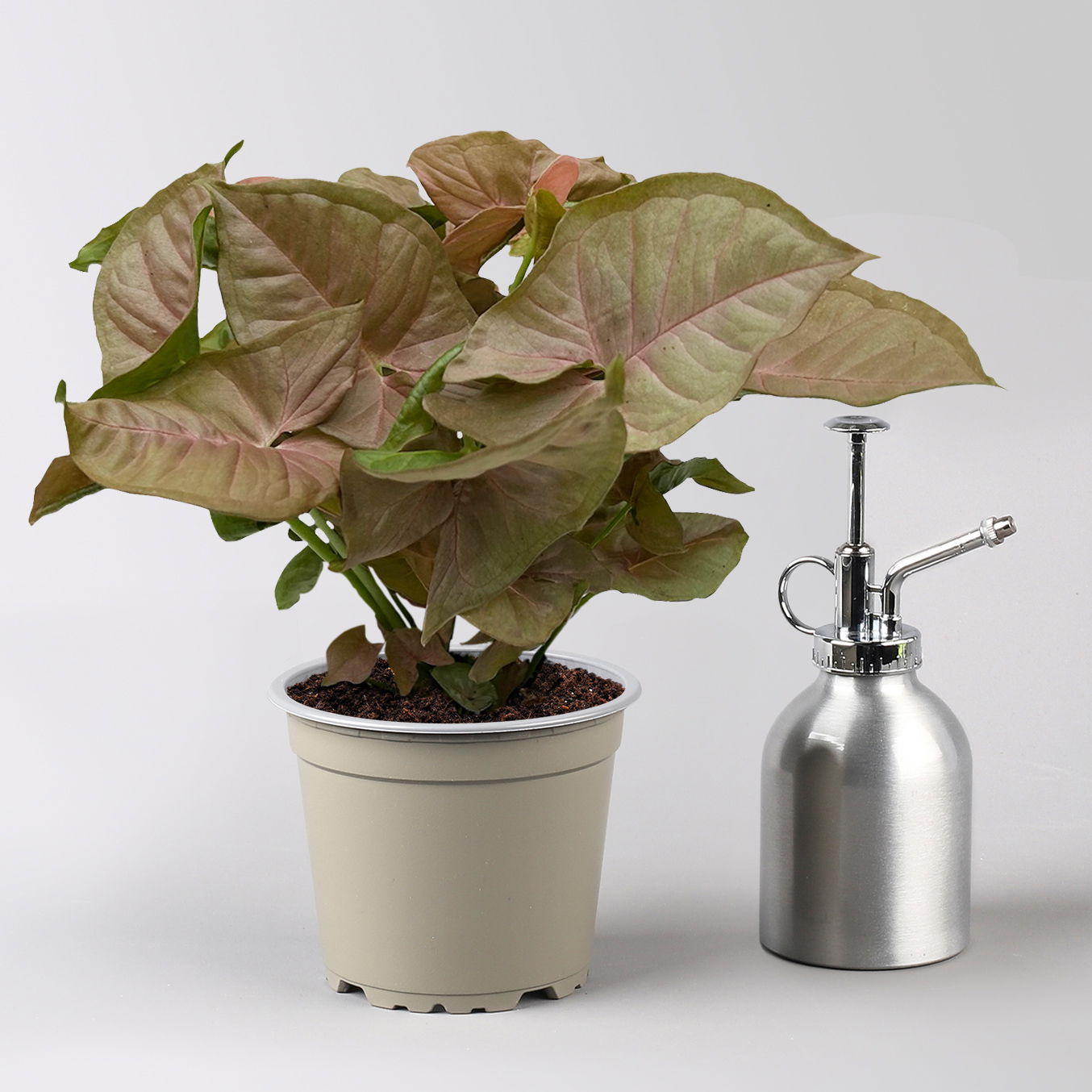 Syngonium 'Red Heart', Topf-Ø 12cm, 2 Pflanzen