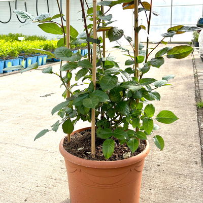 Beetrose 'Westpoint'®, blutorange, Doppelbogen, Topf 10 Liter