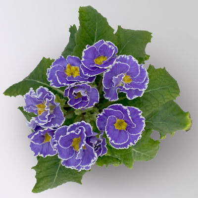 Primel 'Sirococco', Farben zufällig, gerüscht, Topf-Ø 11 cm, 8 Pflanzen