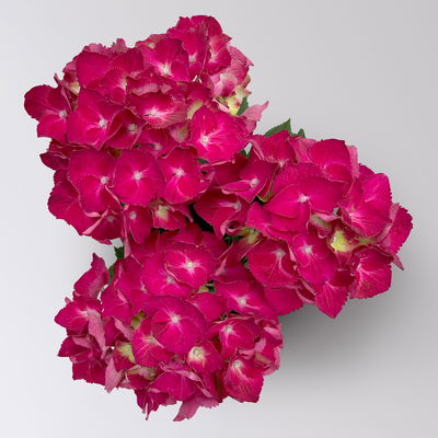 Hortensie rot, Topf-Ø 10 cm, 2er-Set
