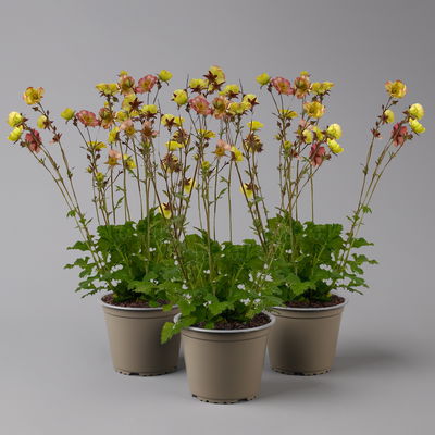 Bio Nelkenwurz 'Nonna', gelborange halbgefüllt, Topf-Ø 12 cm, 3 Pflanzen Bio Nelkenwurz 'Nonna', gelborange halbgefüllt, Topf-Ø 12 cm, 3 Pflanzen