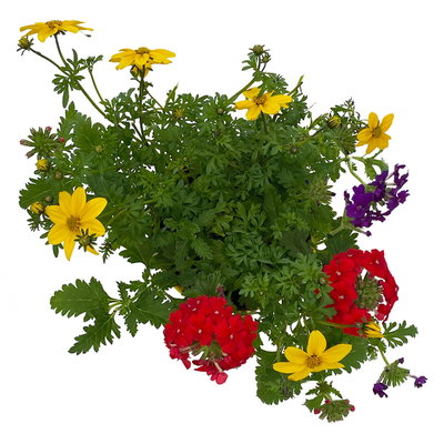 Sommerblumen Mix TrioMio™ bunt, Mix zufällig, Topf-Ø 12 cm, 6er-Set