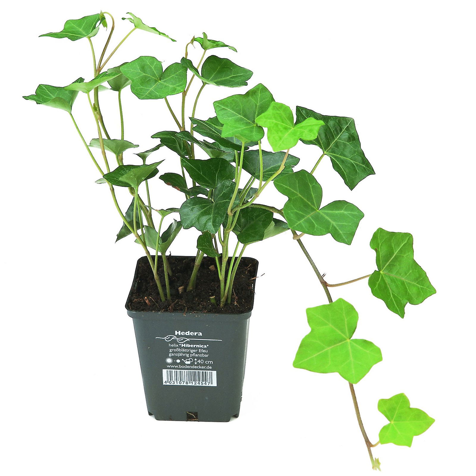 Hedera hibernica, Topf-Ø 9 cm, 12er-Set