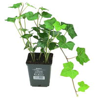 Hedera hibernica, Topf-Ø 9 cm, 12er-Set