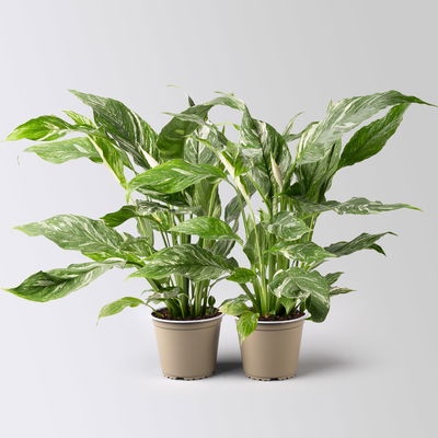 Einblatt 'Diamond', Topf-Ø 12 cm, Höhe ca. 40 cm, 2 Pflanzen