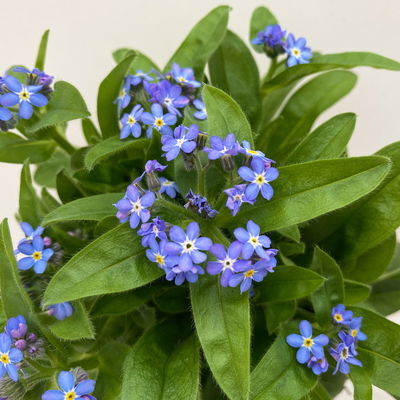 Pflanzenkreation Bunter Frühling, 9 Pflanzen inkl. Erde & Dünger