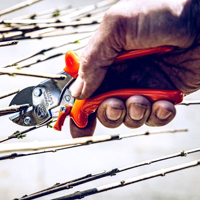 Amboss-Schere Original Löwe 5, Länge ca. 17,5 cm Amboss-Schere Original Löwe 5, Länge ca. 17,5 cm