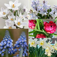 Zwiebelpflanzen-Set Frühlingsleuchten, blau-weiß-rot, 9 Pflanzen