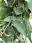 Zitroneneukalyptus (Eukalyptus citrodora)