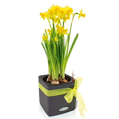 Lechuza 'Cube Color 14', schiefergrau, ca. 14 x 14 x H 13,5 cm