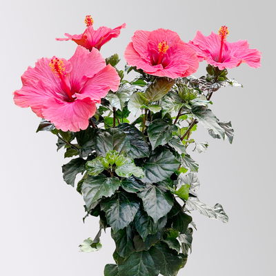 Hibiskus, rosa, Stamm, Topf-Ø 17 cm, Höhe ca. 70 cm