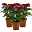 Chrysantheme 'Zembla Next Red' rot, großblumig, Topf-Ø 13 cm, 3er-Set