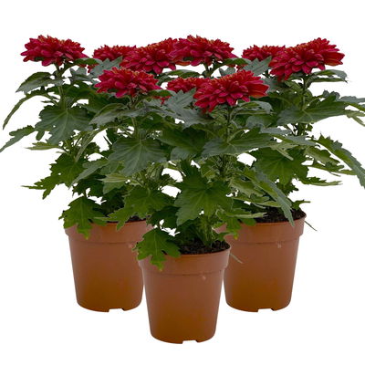 Chrysantheme 'Zembla Next Red', rot, großblumig, Topf-Ø 13 cm, 3 Pflanzen