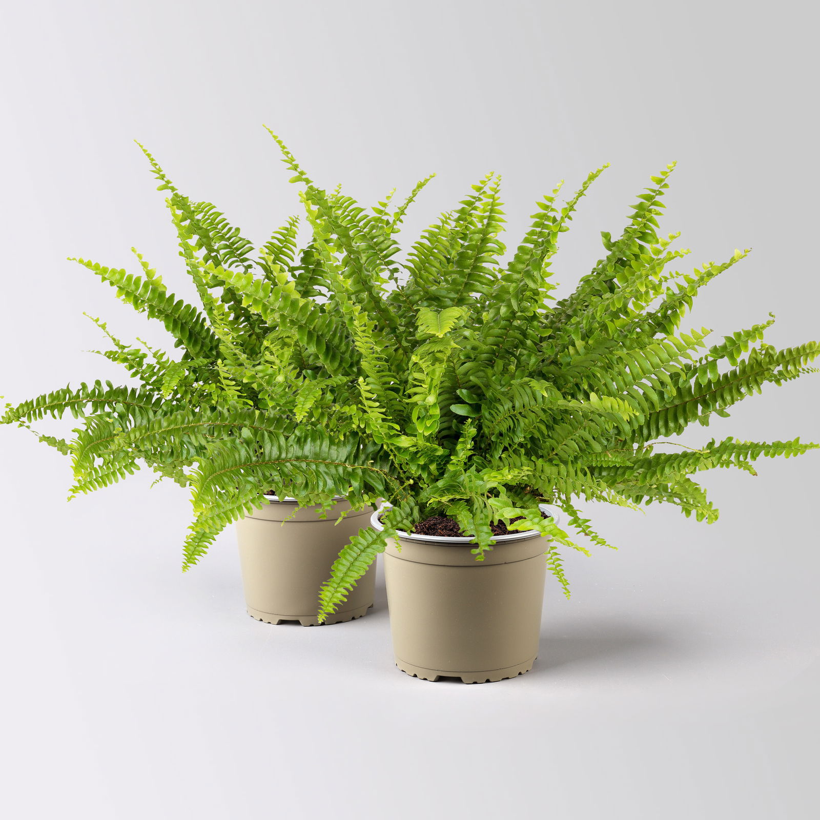 Schwertfarn 'Green Lady', Topf-Ø 17 cm, Höhe ca. 35-45 cm, 2 Pflanzen