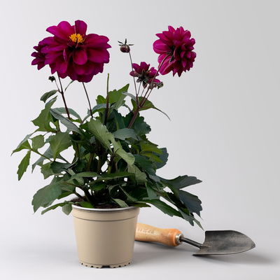 Dahlie, Farbe zufällig, Topf-Ø 14 cm, 4 Pflanzen