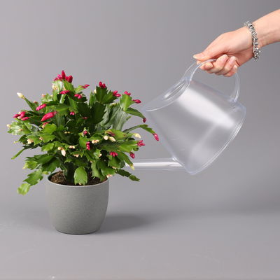 Weihnachtskaktus 'Duo', Farben zufällig , Topf-Ø 12 cm, 3 Pflanzen