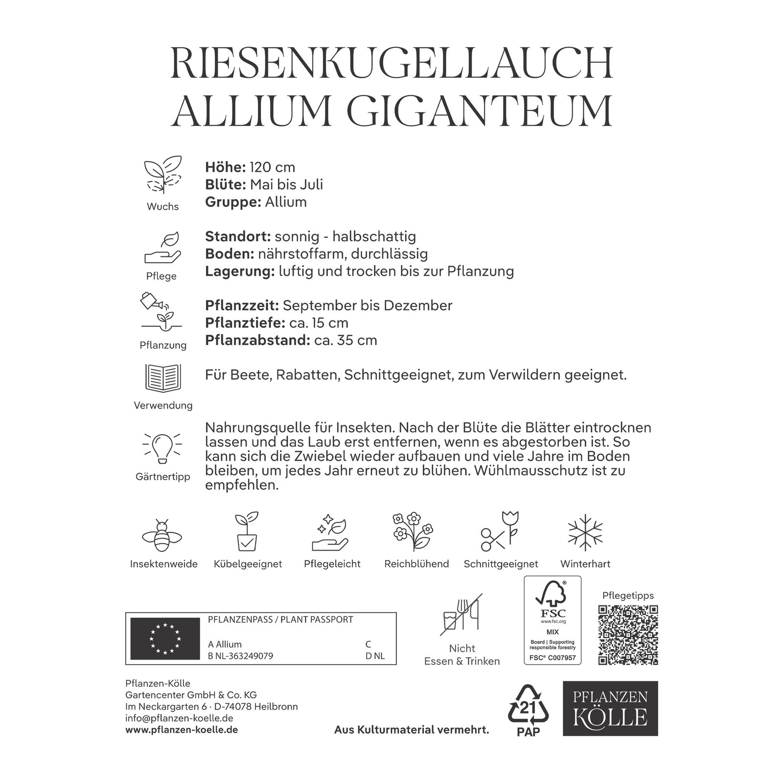 Allium Giganteum (Riesenkugellauch) lila, 3 Blumenzwiebeln