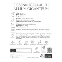 Allium Giganteum (Riesenkugellauch) lila, 3 Blumenzwiebeln
