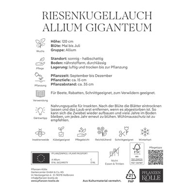 Allium Giganteum (Riesenkugellauch) lila, 3 Blumenzwiebeln