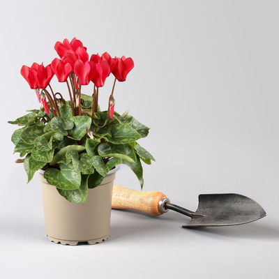 Alpenveilchen 'Outland', Farben zufällig, Topf-Ø 10,5/11 cm, 6 Pflanzen