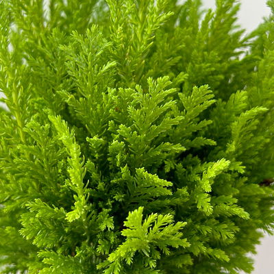 Gelbgrüne Kegelzypresse 'Ellwood's Empire', Topf-Ø 13 cm, 6 Pflanzen