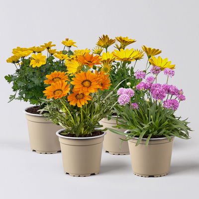 Pflanzenkreation Farbenrausch, klein, 4 Pflanzen Pflanzenkreation Farbenrausch, klein, 4 Pflanzen