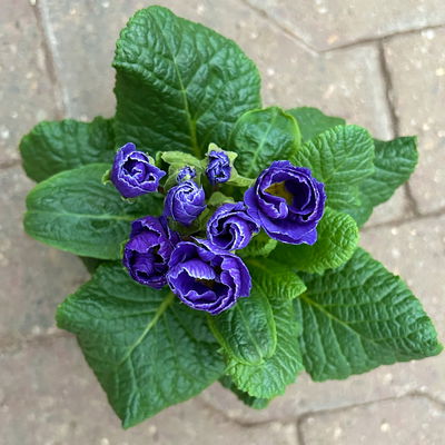 Primel 'Rosebud', Farben zufällig, crocusblütig, Topf-Ø 11 cm, 8 Pflanzen