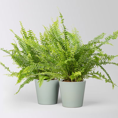 Schwertfarn in Keramiktopf Dallas gletscherblau, Topf-Ø 12cm, 2 Pflanzen Schwertfarn in Keramiktopf Dallas gletscherblau, Topf-Ø 12cm, 2 Pflanzen