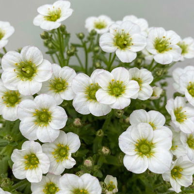 Moossteinbrech, weiß, Topf-Ø 13 cm, 6 Pflanzen Moossteinbrech, weiß, Topf-Ø 13 cm, 6 Pflanzen