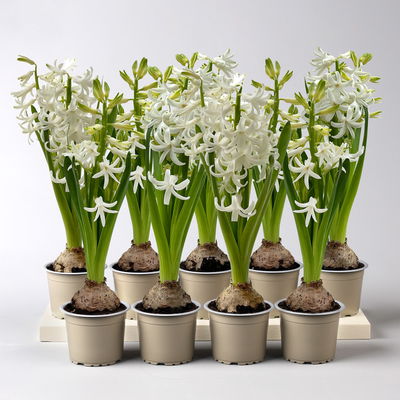 Hyazinthe weiß, vorgetrieben, Topf-Ø 9 cm, 9 Pflanzen Hyazinthe weiß, vorgetrieben, Topf-Ø 9 cm, 9 Pflanzen